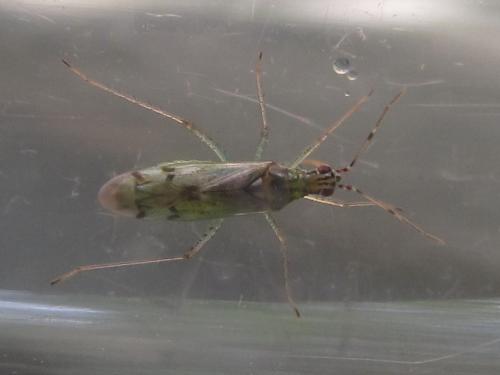 Réf. 215 221 : Dicyphus sp.